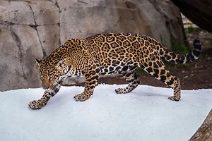 131K views · 1.2K shares | Our big cats enjoyed some icy enrichment this week thanks to a generous donor. | San Diego Zoo | Facebook