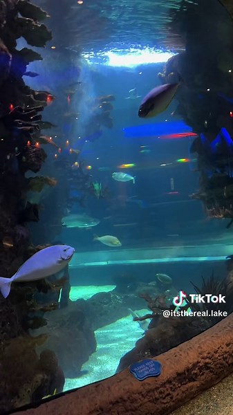 Underwater Dining in Nashville Aquarium: A Memorable Dining Experience