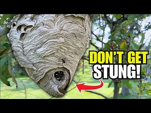 Easily Remove a Wasp Nest WITHOUT Getting Stung!