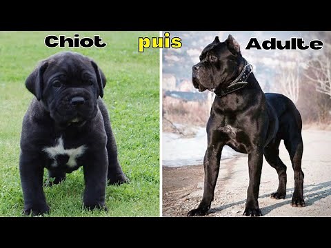 10 Races de Chiens du Chiot a l'Adulte