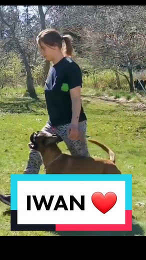 Adorable Boxer Dog Excited at Obedience Class