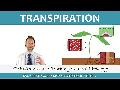 Transport in plants - Transpiration - GCSE Biology (9-1)
