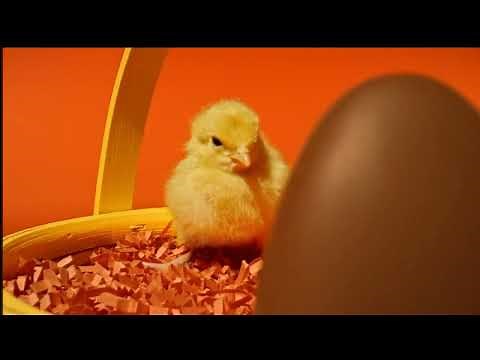 Reese's Commercial 2022 - (USA)(1)