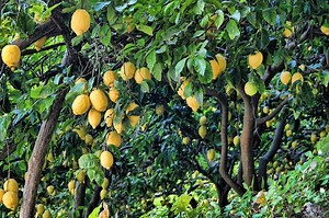 How To Grow A Lemon Tree From Seeds | A Garden Season Guide