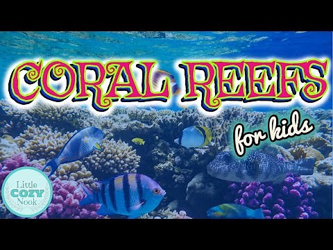 Coral Reef for Kids | Science for Kids