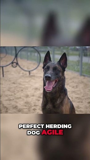 From War to Home: The Incredible Journey of Belgian Malinois