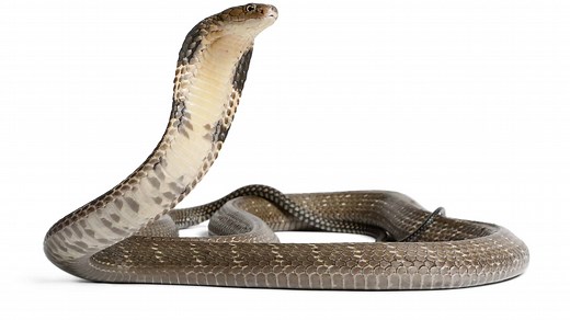 What Do King Cobras Eat? 11+ Foods in their Diets