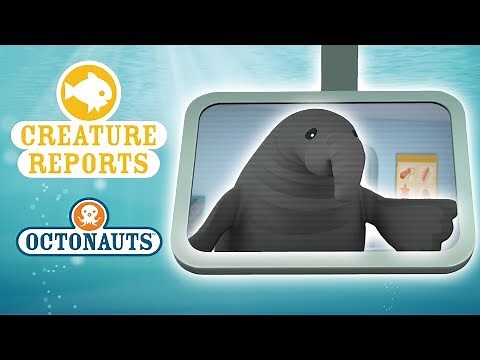 Octonauts - Creature Reports | Wacky Sea Creatures!