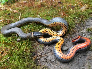 5 Things Ringneck Snakes Like to Eat (Diet & Facts)