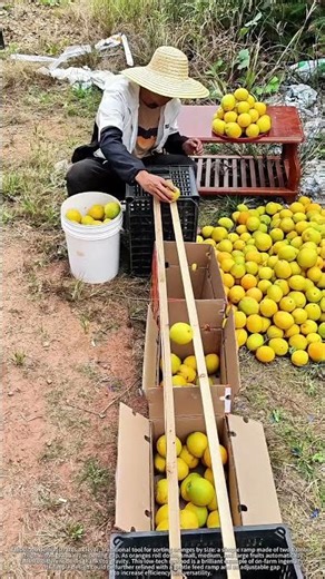 Sorting Oranges with a Simple Bamboo Tool