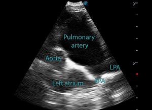 Canine pulmonary hypertension assessment with ultrasound – Animal Ultrasound Association