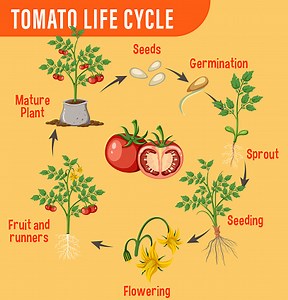 Life cycle of a tomato plant diagram illustration