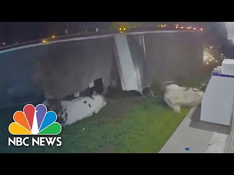 Video Shows Cows Spilling From Semi-Truck After It Tips Over | NBC News NOW