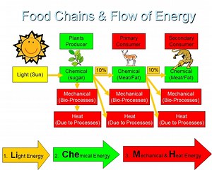 Food Webs