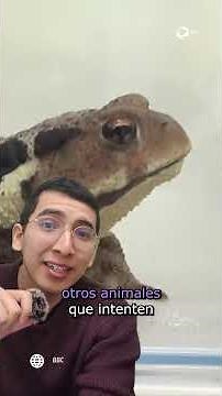 El escarabajo bombardero se tira pedos de 100°C para defenderse #shortsvideo