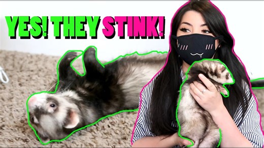 What It's REALLY Like To Keep Ferrets As Pets