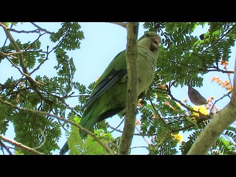 Bird Call: Wild MONK PARAKEET calling