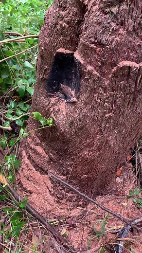 Bee Removal: Safely Removing a Bee Hive from a Tree