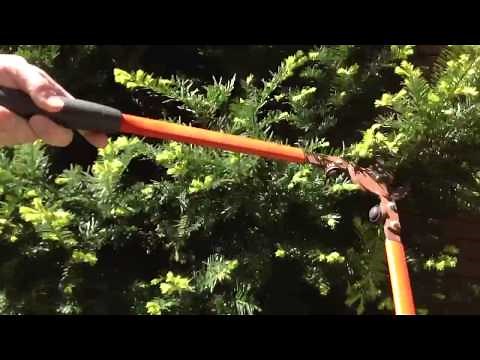 How to prune a Japanese yew