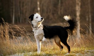 American Shepherd vs. Australian Shepherd: 8 Differences Between These Similar Pups