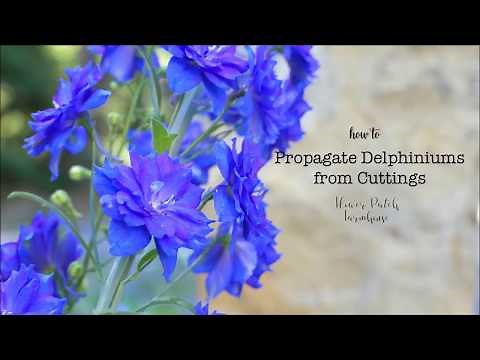 How to take Delphinium Cuttings to Root