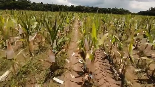 2.2K views · 44 reactions | The large-scale cultivation of corn and soybeans to support the livestock industry as we continue our agricultural diversification process. #AgricultureDiversification #Agriculture #FoodSecurity #25x2025 #Farming #HighValueCrops #SustainableFuture  | Guyanese Critic | Facebook