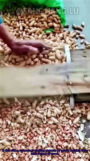 Traditional Peanut Shelling: Simple Wood Tool Separates Peanuts with Life’s Wisdom