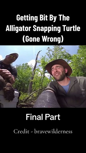 Bit by an Alligator Snapping Turtle Goes Wrong… #snappingturtle #alligatorsnappingturtle #bravewilderness #snappingturtles
