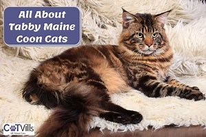 Everything You Need To Know About Tabby Maine Coon cats