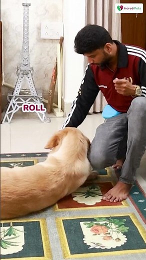 Golden Retriever Training at Home | Puppy & Obedience Training in Delhi NCR