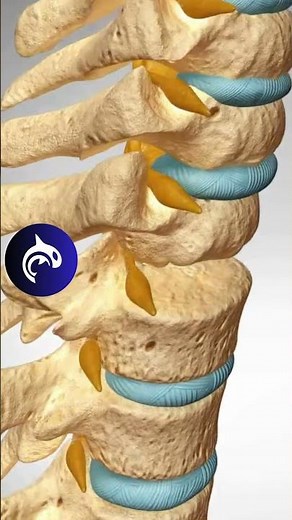 Anterior Cervical Discectomy and Fusion (ACDF) | 4K 3D Spine Surgery Animation