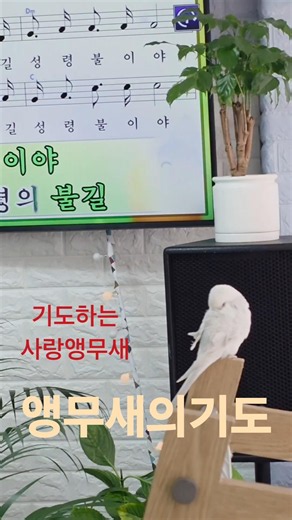 눈치보며 기도하는 #사랑앵무새 고양시 #원당동 감사찬양교회