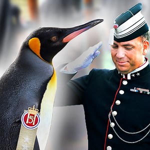 9.8M views · 198K reactions | Sir Nils Olav is a male king penguin who holds the rank of Major General   | Guinness World Records | Facebook