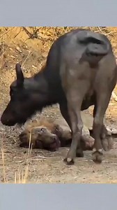 16K views · 41 reactions | Diehard king lion | John G Gaga content creator | Facebook