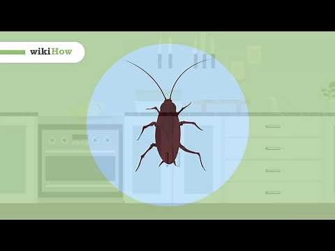 The Best Ways to Get Rid of Cockroaches in Your Home