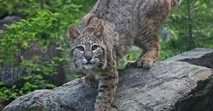 Bobcats in Virginia: How Many Are There and Where Do They Roam?