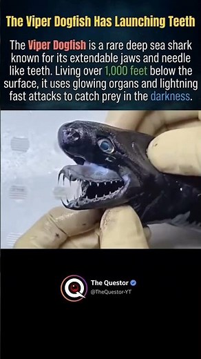 The Viper Dogfish #nature #intrestingfacts