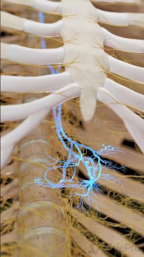 The Vagus Nerve in 3D | Anatomy Animation