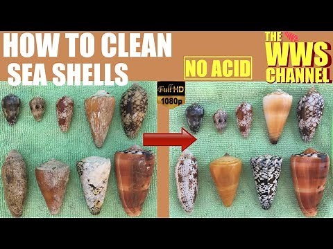 How to Clean and Polish Seashells