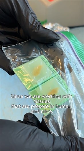 🤔 What is senescence? Learn how researchers at JAX analyze tissues for SenNet, a program established to better understand senescence by comparing tissues from healthy humans and mice across lifespans: https://www.jax.org/research-and-faculty/research-labs/the-robson-lab | The Jackson Laboratory