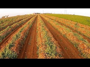 Texas harvests thousands of tons of peanuts each day/The peanut oil extraction process