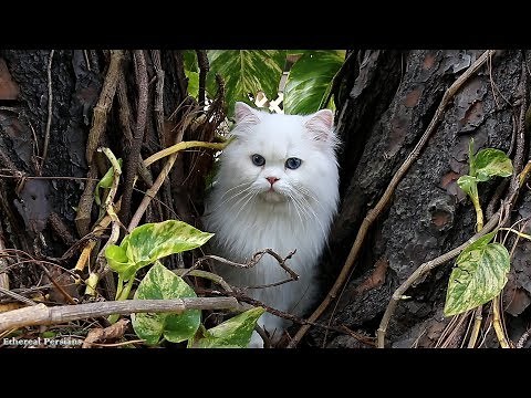 Beautiful White Persian Cat with Blue Eyes