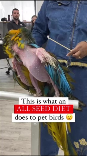Diet is the largest contributing factor in your bird’s overall physical health. There isn’t any area of your bird’s life that isn’t touched by its diet. PLEASE feed properly (this includes fresh vegetables, legumes, grains and sprouts as well as an organic, cold pressed pellet) and help spread awareness that pet parrots should never be given an all seed diet! **Disclaimer: The current owners of this bird are not responsible for her current condition. She came to them on an all seed diet. They ar