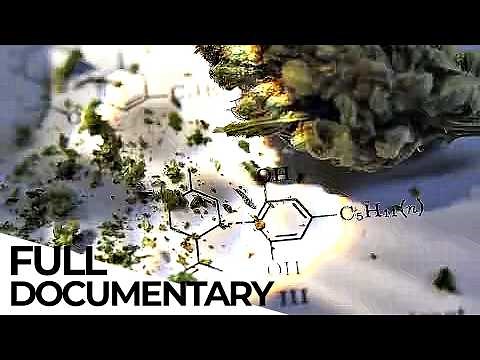 Cannabis: Stigmatized Wonder Drug | ENDEVR Documentary