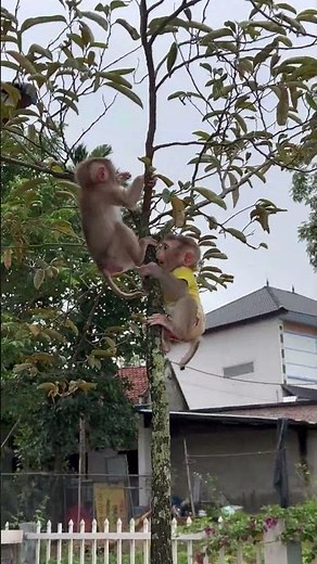 Two baby monkeys playing in the tree.