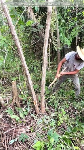 Chopping Wood: The Art of Tree Felling
