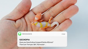 Albino Leopard Gecko 101: What’s the Difference Between Tremper, Bell,
