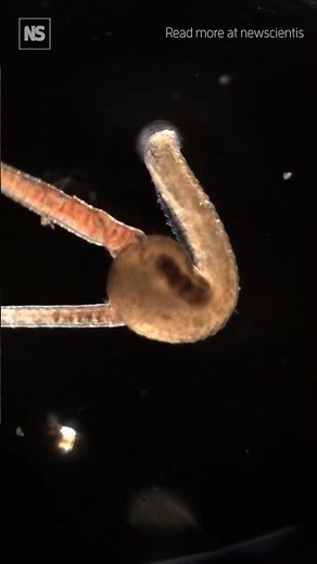 Watch a leech use its body to entomb and eat worms 🪱