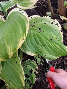 When to cut back hostas