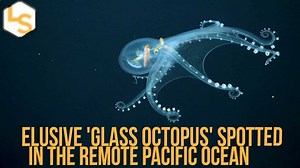 🪞🐙 This rarely seen glass octopus bared all recently — even a view of its innards — when an underwater robot filmed it gracefully soaring through the deep waters of the Central Pacific Ocean. 📲 Read more on this from Live Science ✨ https://trib.al/LSn9X5j | LiveScience